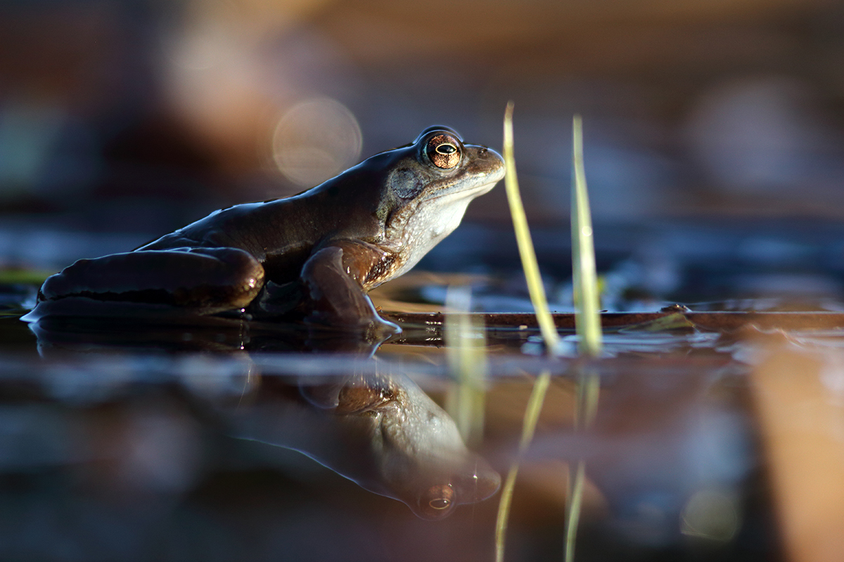 grenouille rousse jura