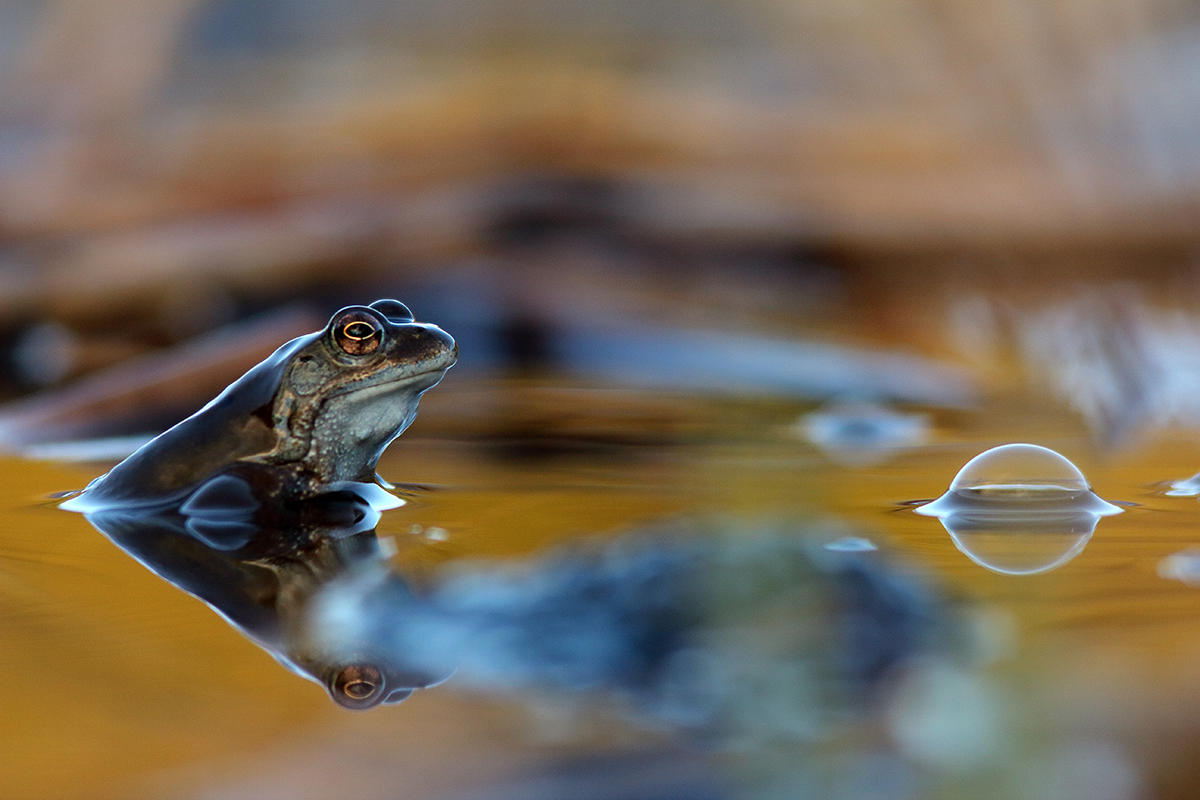 grenouille rousse jura