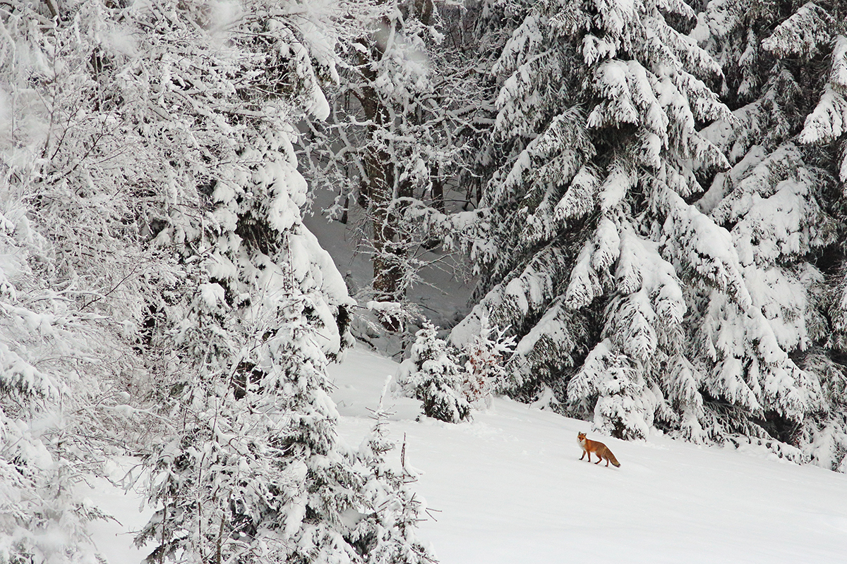 renard neige jura