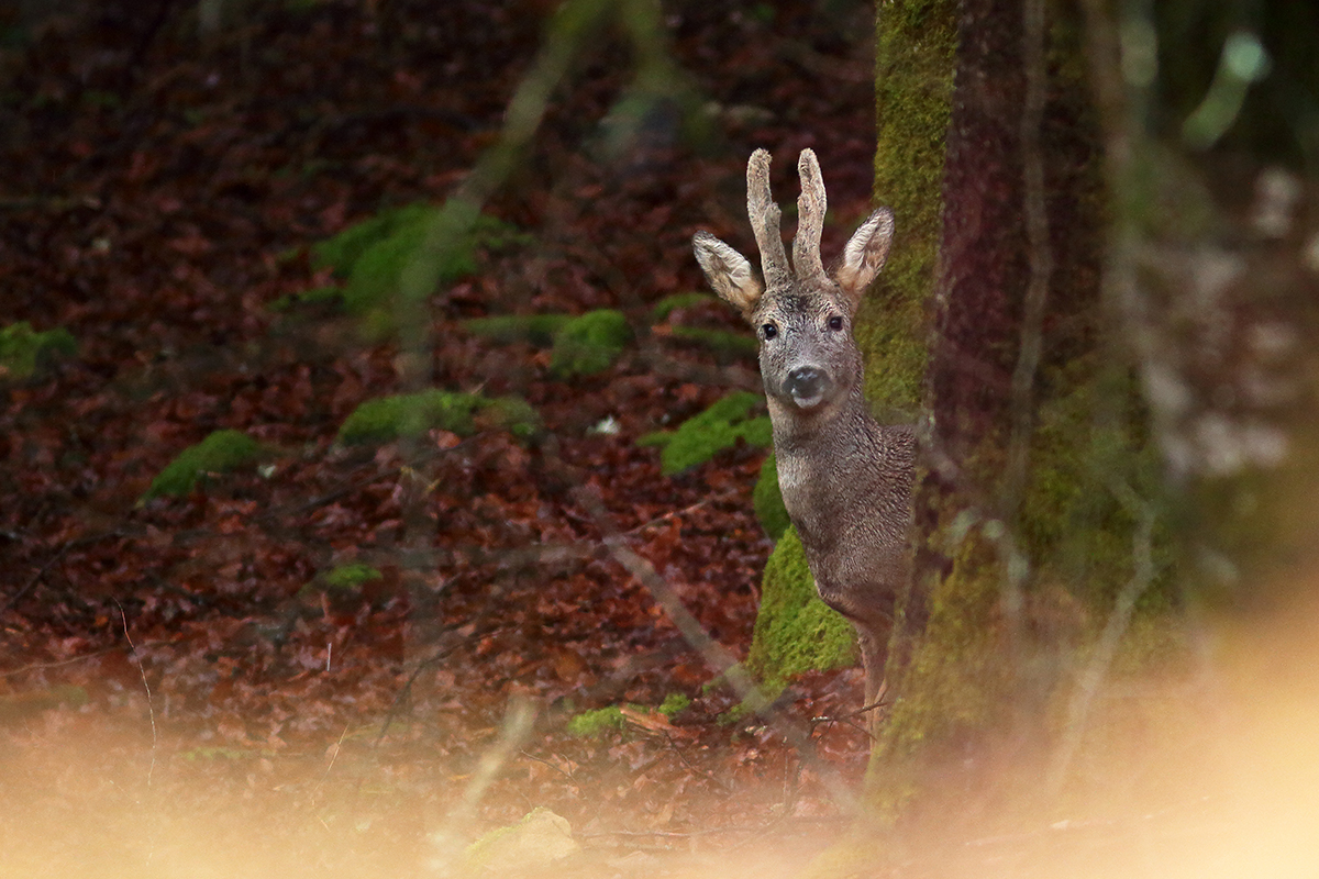 brocard en velours jura