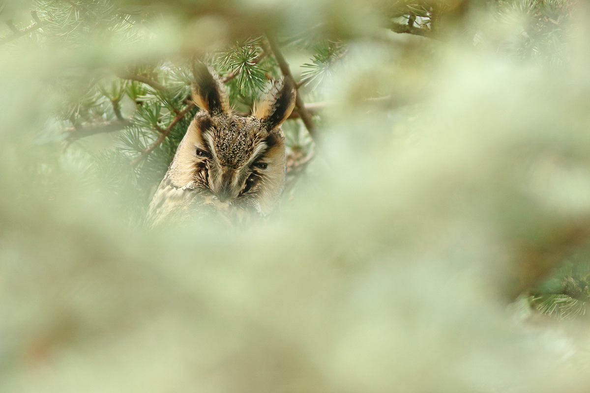 hibou moyen-duc au dortoir en hiver, jura