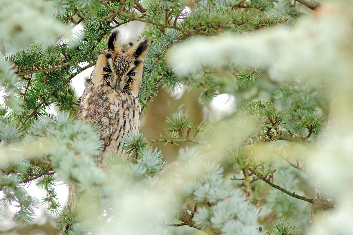 hibou moyen-duc au dortoir en hiver, jura