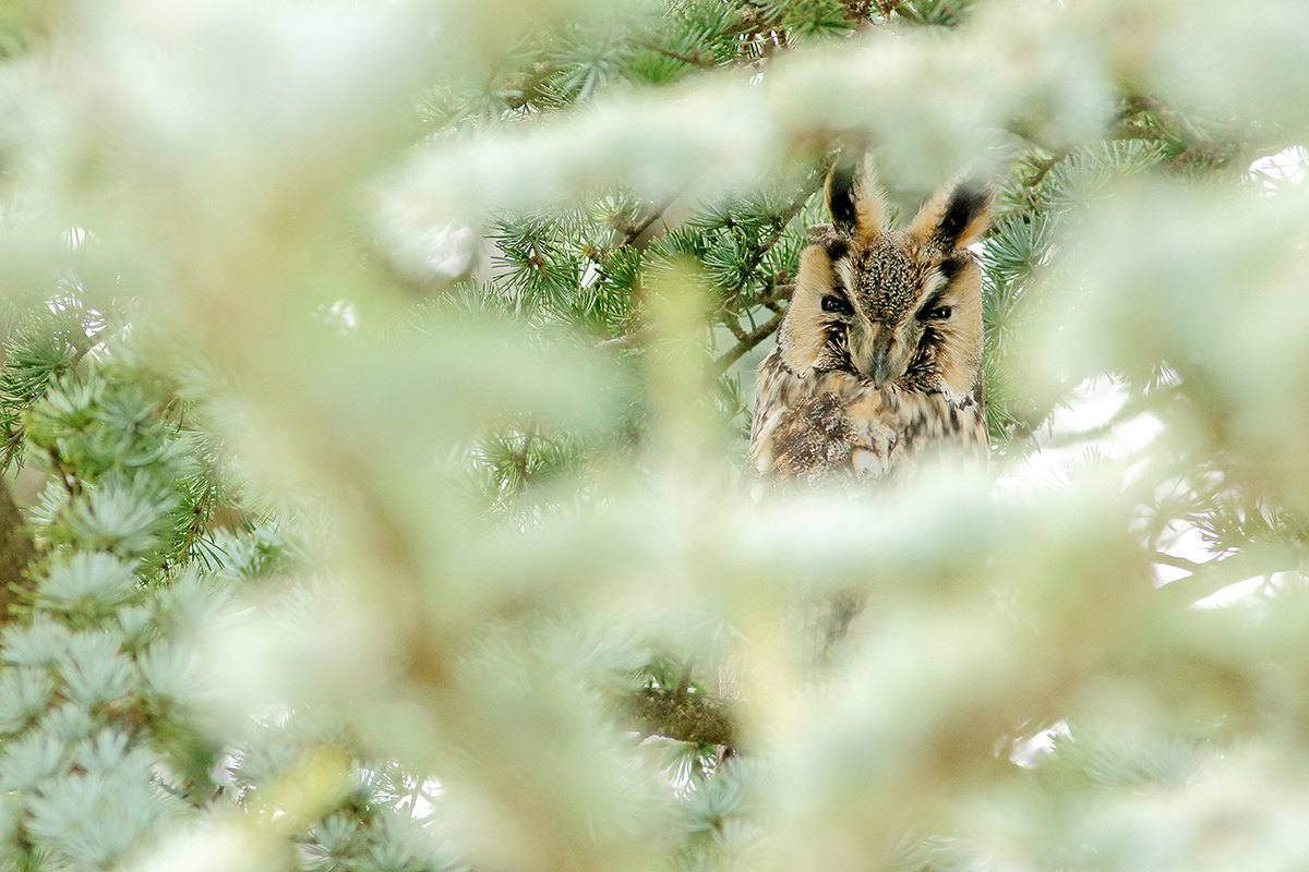 hibou moyen-duc au dortoir en hiver, jura