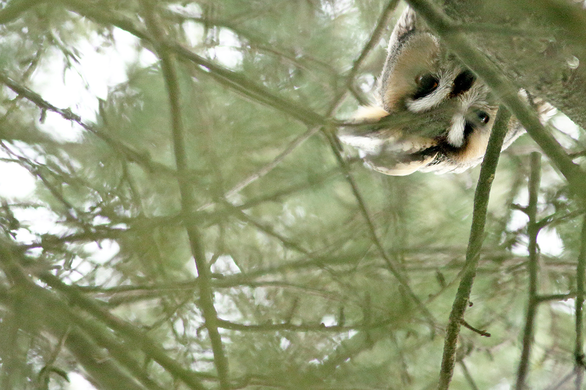 hibou moyen-duc au dortoir en hiver, jura