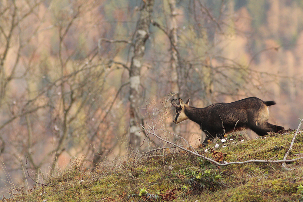 rut chamois jura