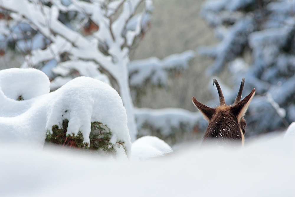 chamois hiver