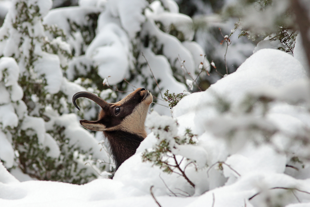 chamois hiver