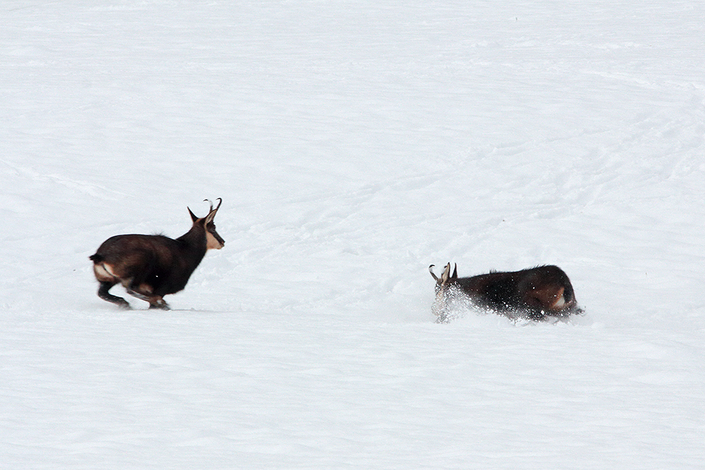 rut chamois jura