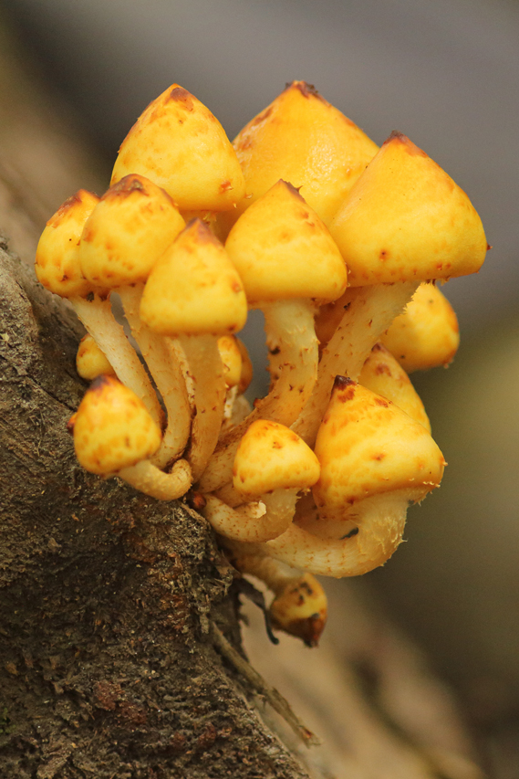 champignons carpates julien arbez