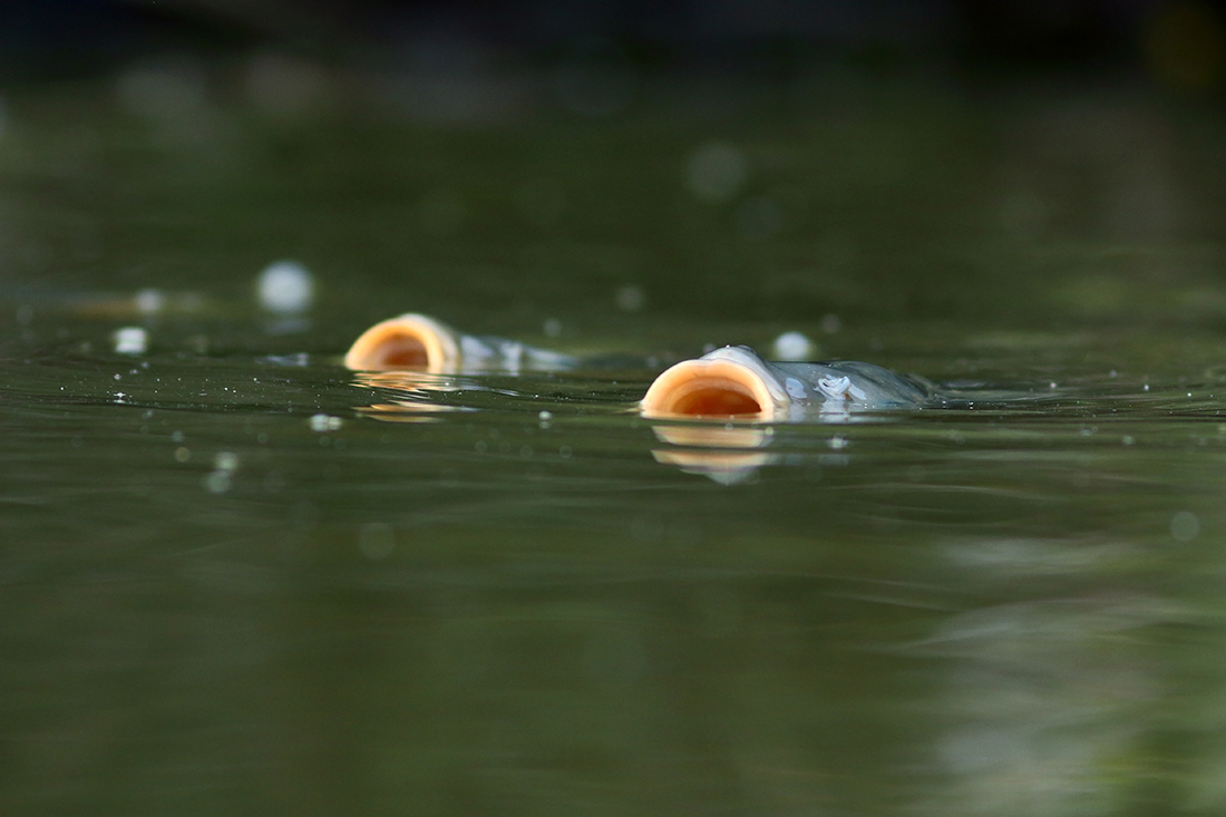 carpes pipent l’eau