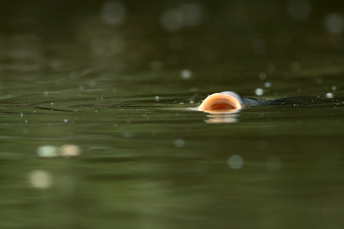 carpes pipent l’eau