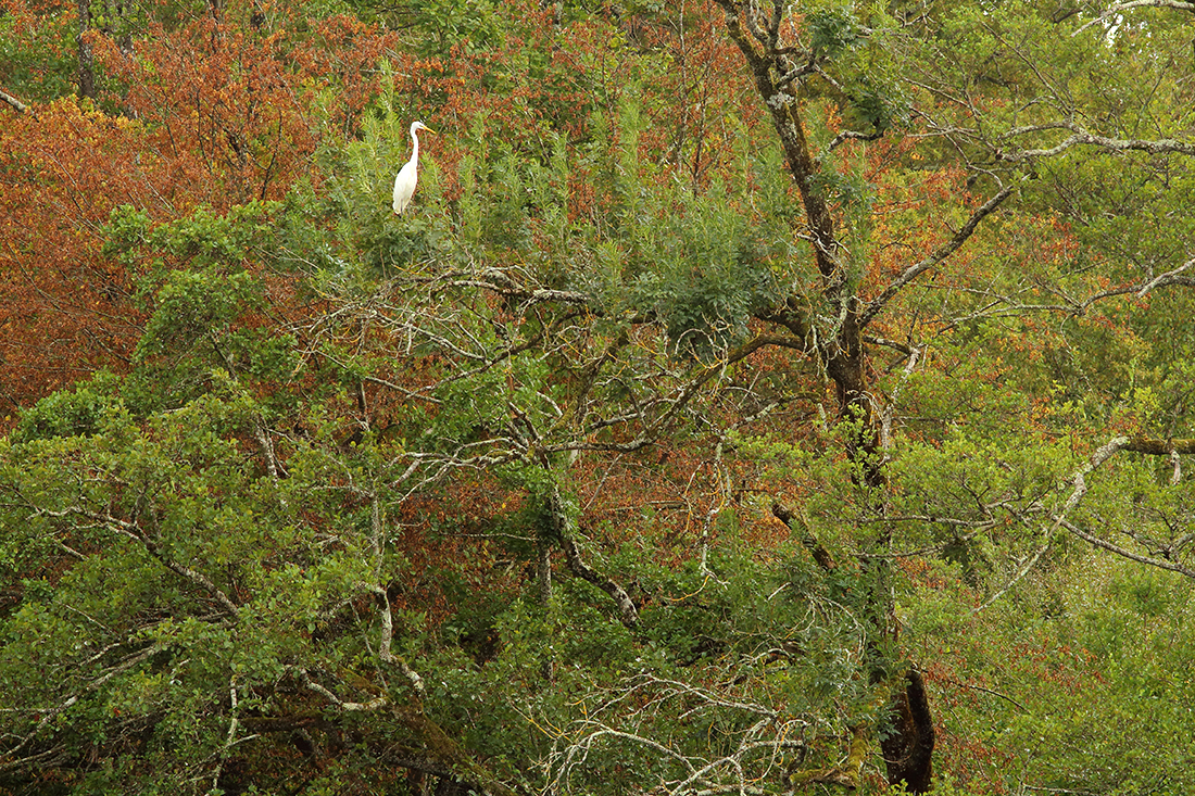 grande aigrette automne