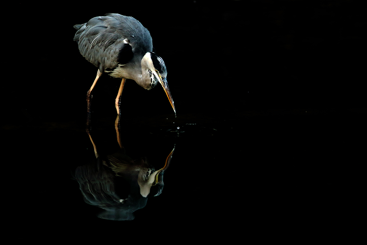 Héron cendré parc de la tête d’or