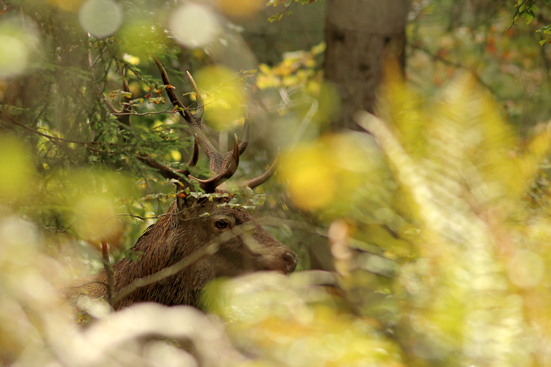 brame du cerf forêt haut-jura