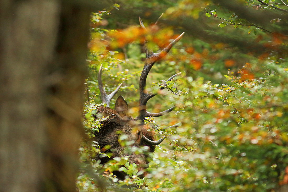 brame du cerf forêt haut-jura