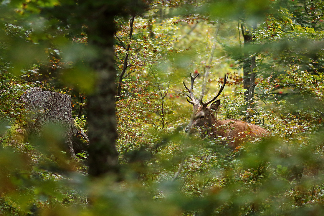 brame du cerf forêt haut-jura