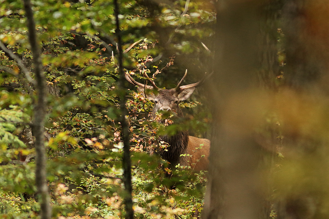 brame du cerf forêt haut-jura