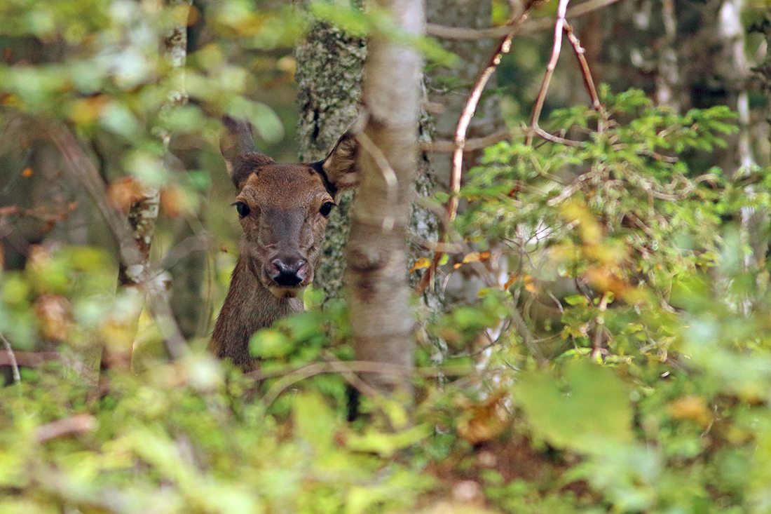 brame du cerf forêt haut-jura