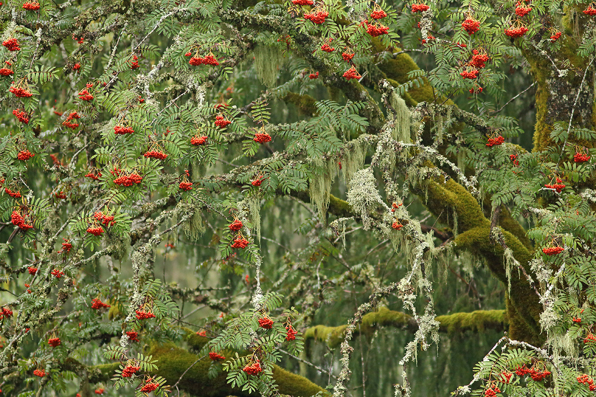 sorbier et lichens