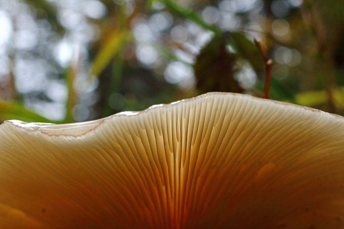 champignon lamelles