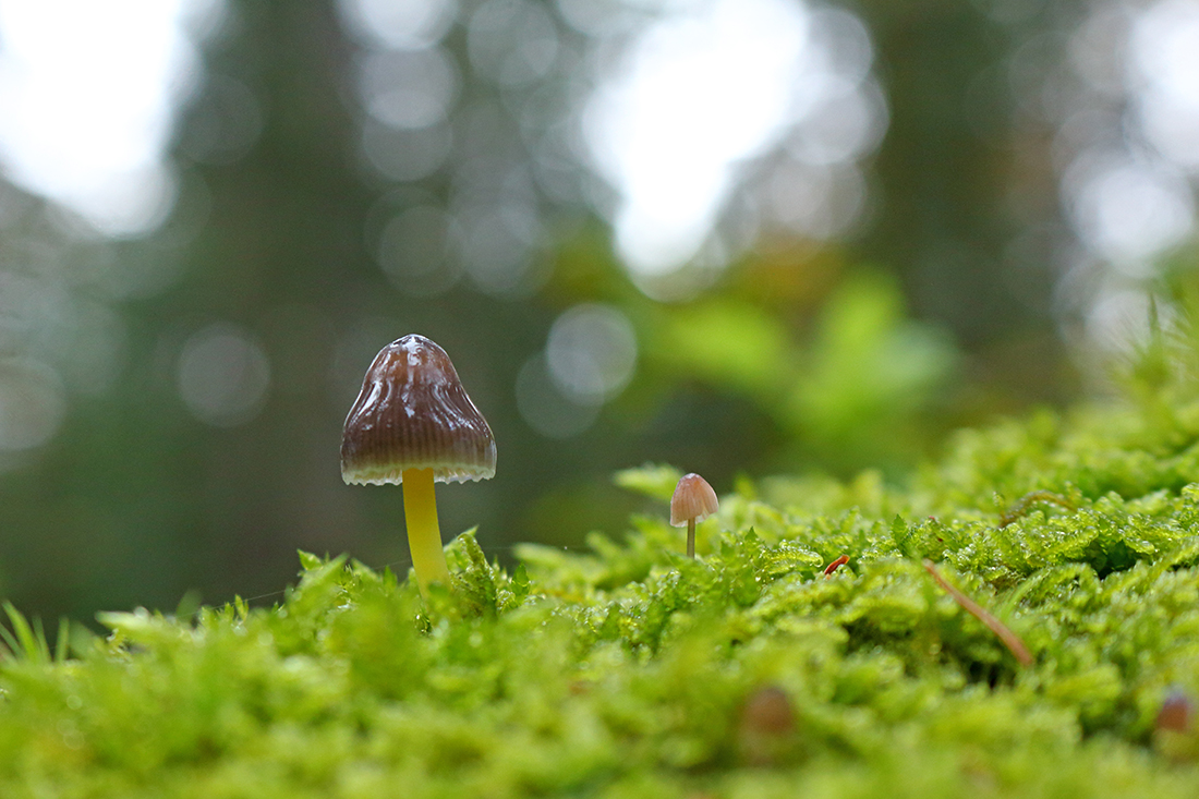 champignon jura clitocybe 