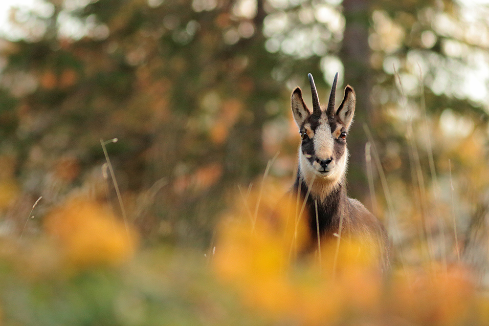 chamois jura automne