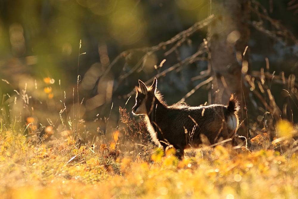 chamois jura automne