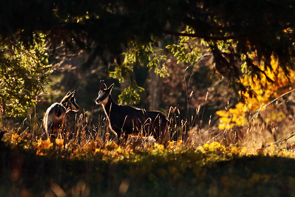 chamois jura automne