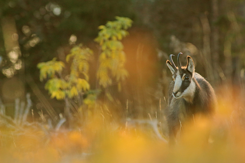 chamois jura automne