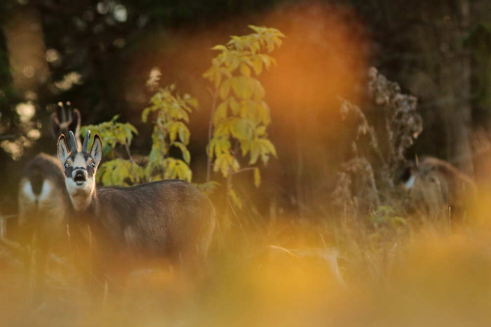 chamois jura automne