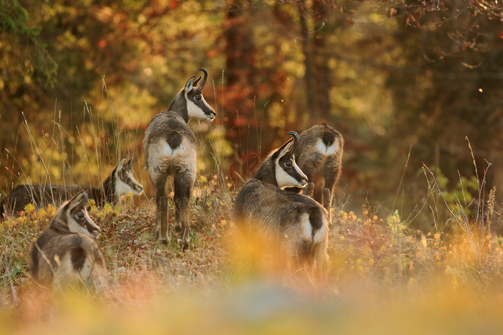 chamois jura automne