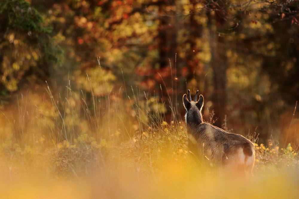 chamois jura automne