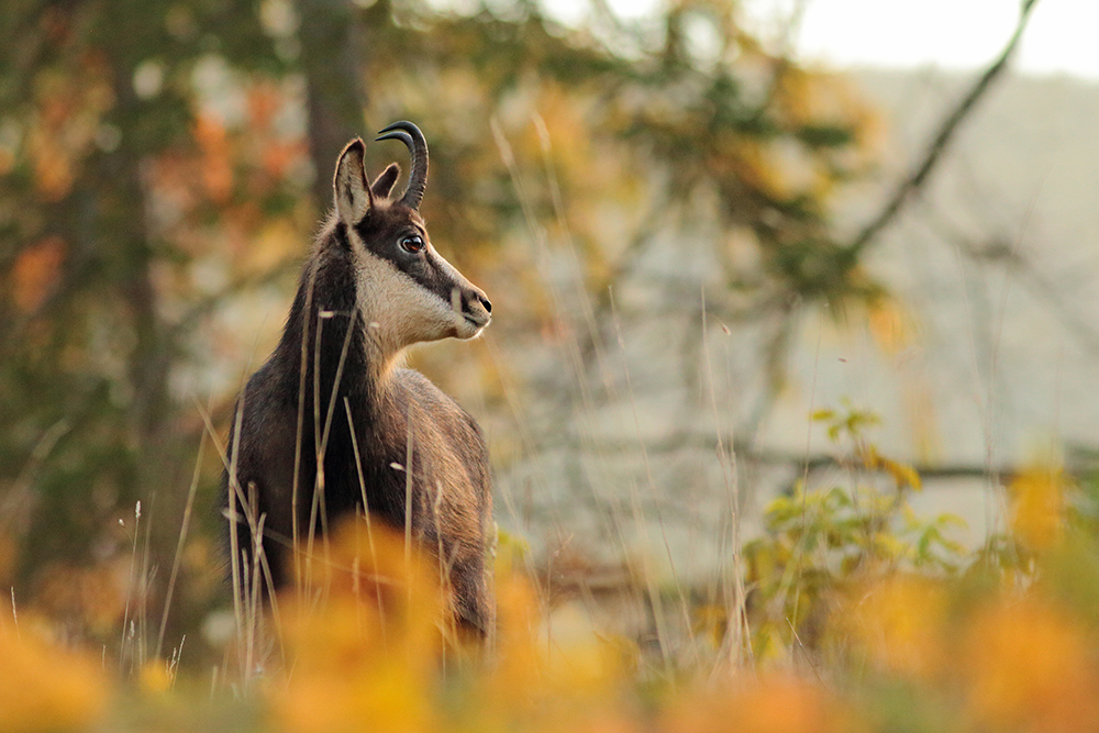 chamois jura automne