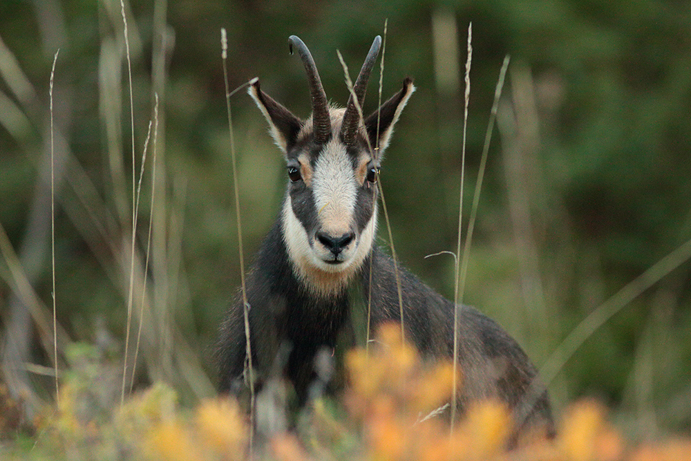 chamois jura automne