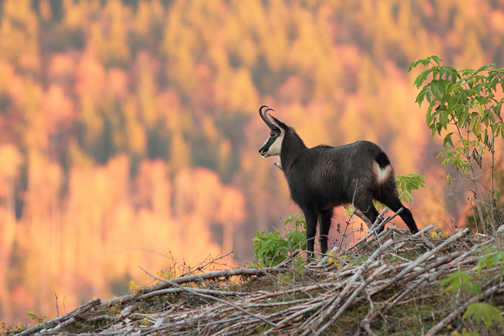 chamois jura automne