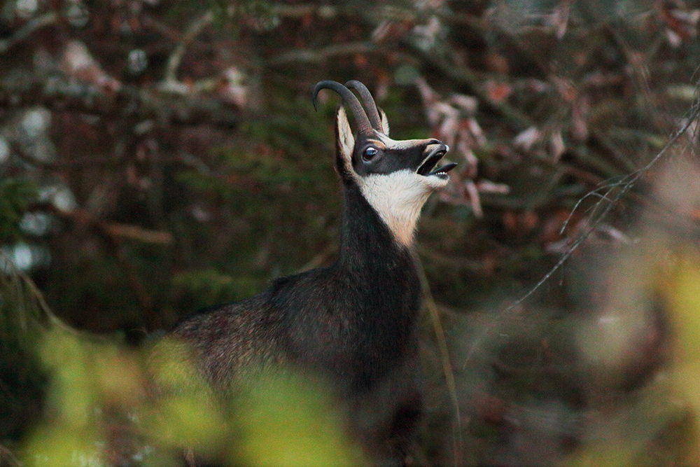 rut chamois jura