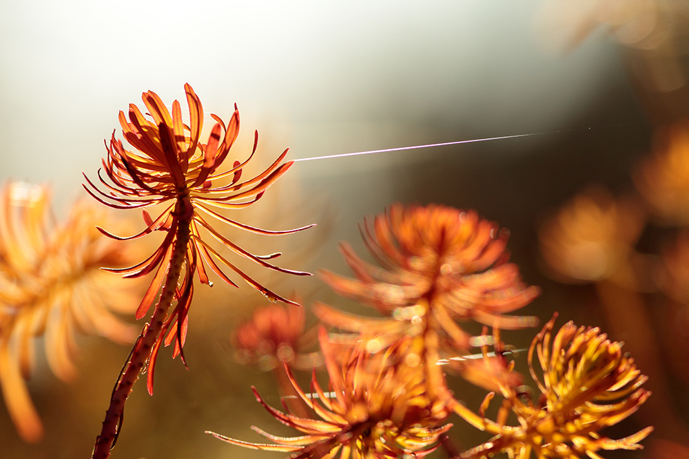 euphorbes jura automne