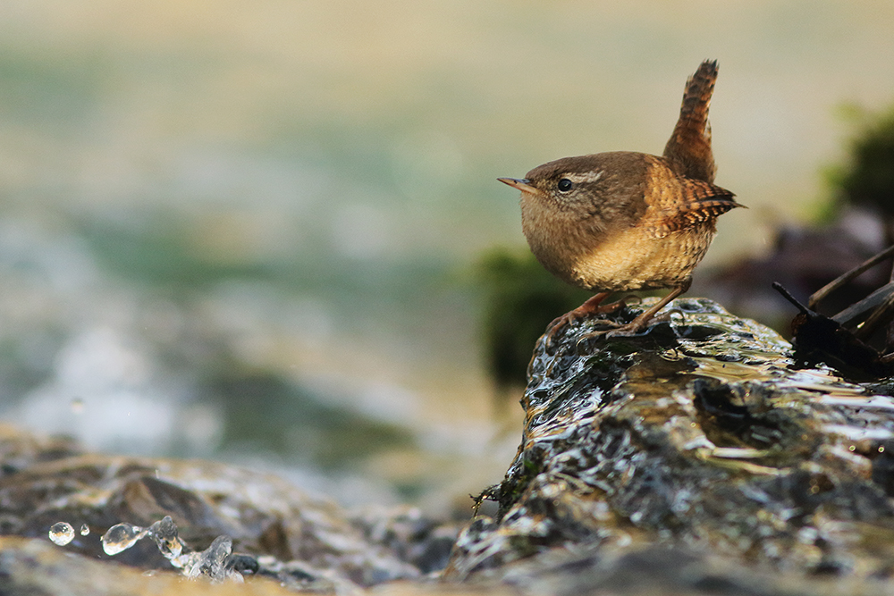 troglodyte mignon divonne