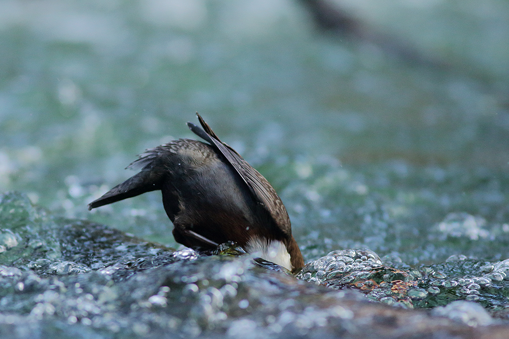 cincle plongeur plongeon