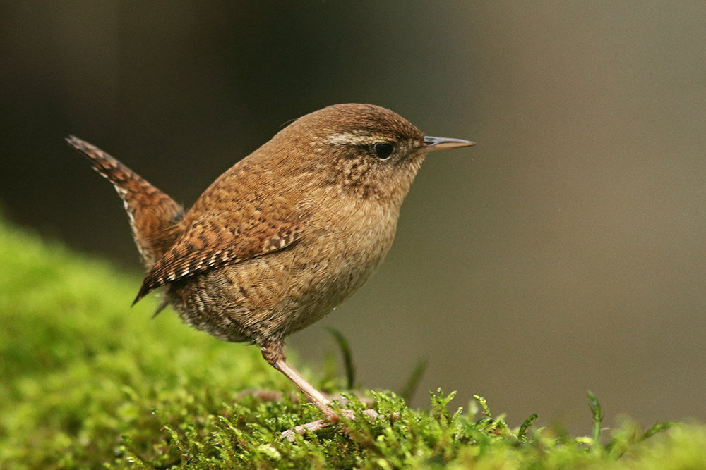 troglodyte mignon divonne