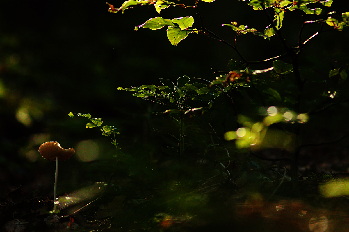 champignon sous-bois