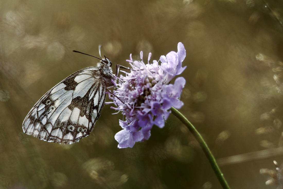 demi-deuil scabieuse papillon jura