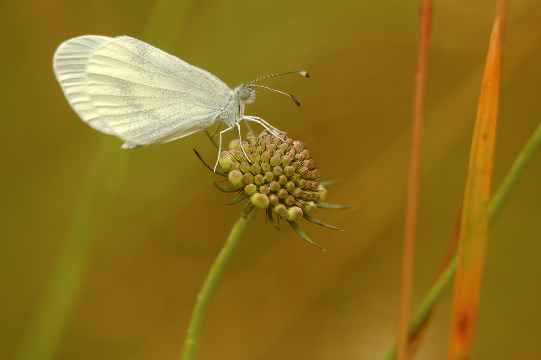 piéride du lotier papillon jura