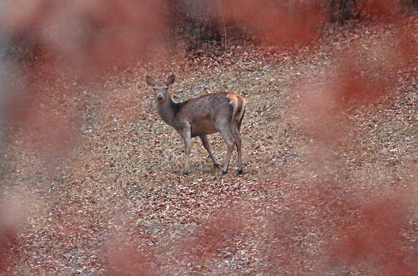 biche glieres julien arbez