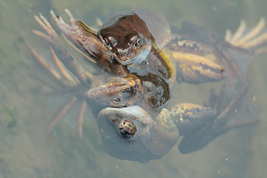 grenouille rousse reproduction julien arbez