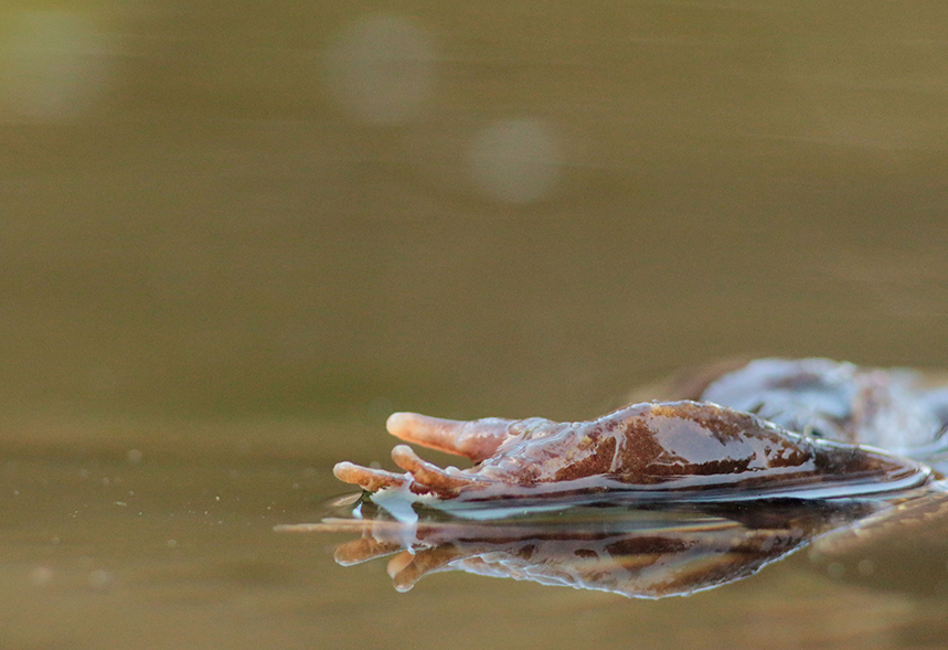 grenouille rousse reproduction julien arbez