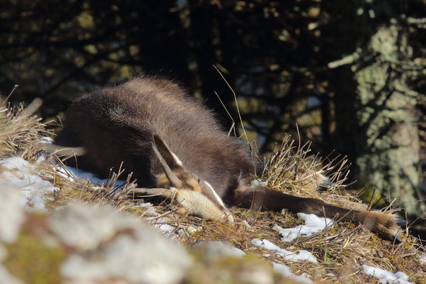 chamois qui dort, julien arbez