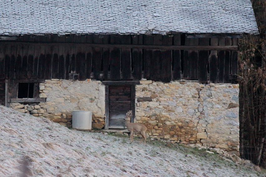 chevreuil et ferme julien arbez