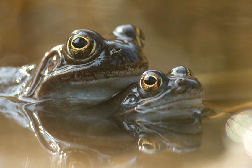 amplexus grenouille rousse julien arbez