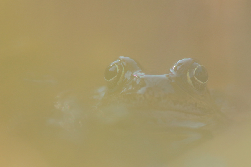 grenouille julien arbez